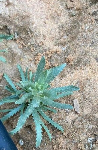 بذور القيصوم