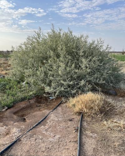 بذور رغل الإسترالي العملاق