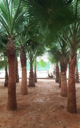 بذور نخل واشنطونيا امريكي زينة