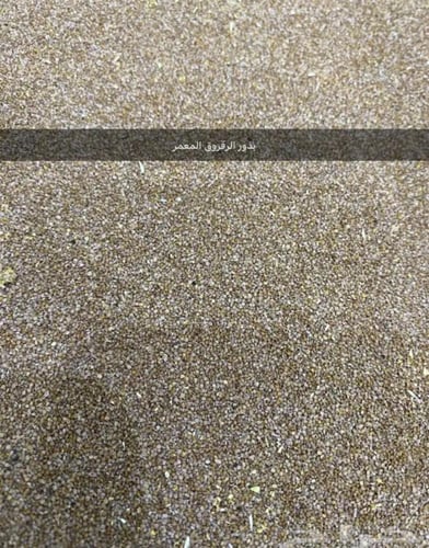 بذور الرقروق - القصيص المصاحب للكمأة أو الفقع ( He...