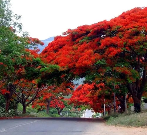 بذور البونسيانا الاحمر