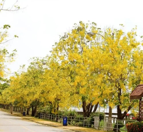 بذور كاسيا فستيولا - خيار شمبر ( Cassia fistula )