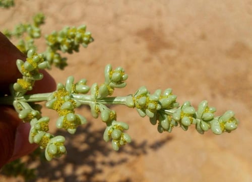 بذور شعران الرعوي