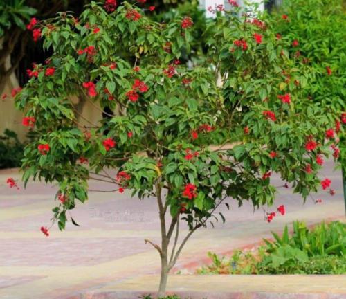 بذور شجرة الجاتروفا الحمراء