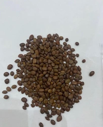 بذور الغاف الخليجي الرمادي