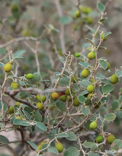 بذور شجرة السدر البري الفياض