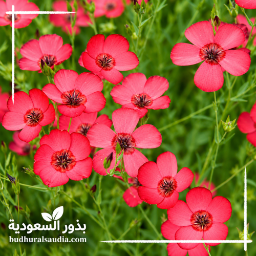 بذور كتان الزهور