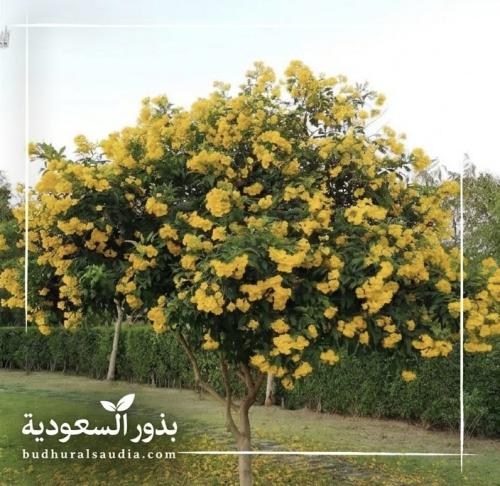 بذور شجرة تيكوما . ستانس