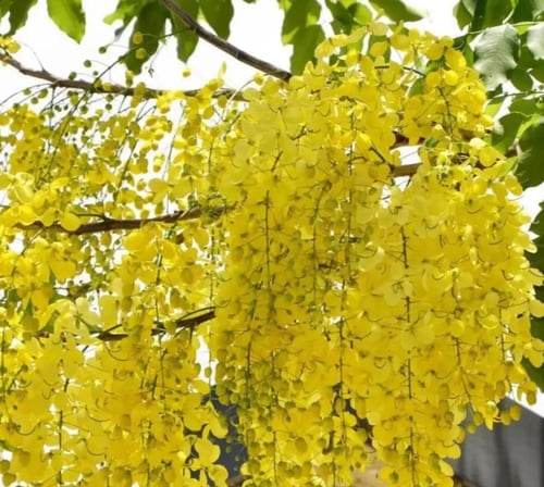 بذور كاسيا فستيولا - خيار شمبر ( Cassia fistula )