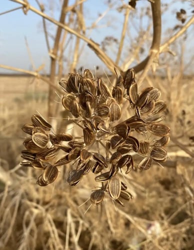 بذور نبات الكلخ