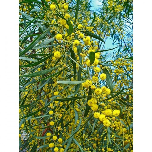 بذور اكاسيا سالجينا