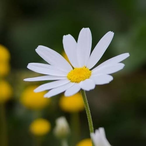 بذور القحويان - الاقحوان البري ( Anthemis deserti...
