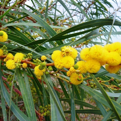 بذور اكاسيا سالجينا