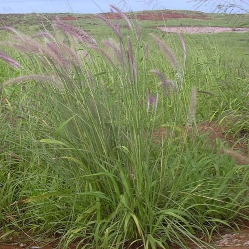 بذور عشبة الحلفاء - النافورة ( Pennisetum Setaceum...