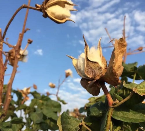 بذور القطن المعمر