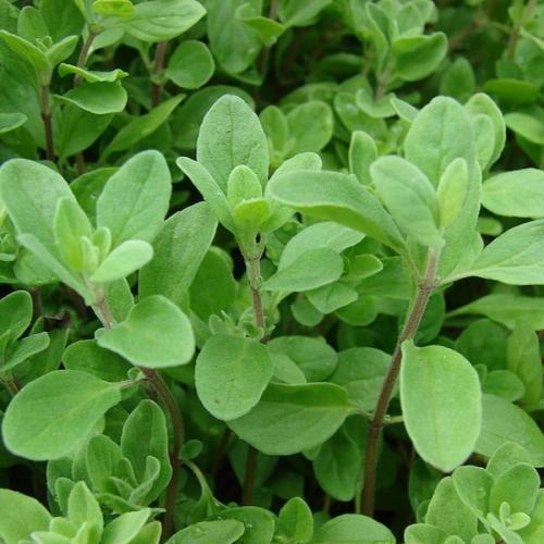 بذور البردقوش الحلو - الوزاب - الدوش