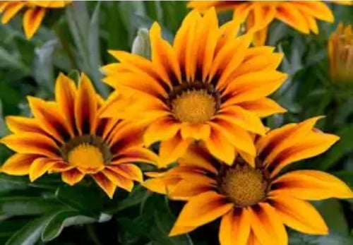 بذور زهور جازينا