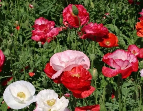 بذور ديدحان الملون