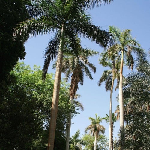 بذور شجرة نخل ملوكي