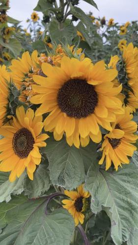 بذور دوار شمس العملاق