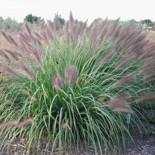 بذور عشبة الحلفاء - النافورة ( Pennisetum Setaceum...