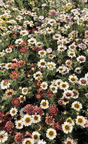 بذور قحوان متعدد الالوان كاريناتيد