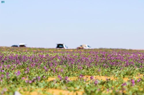 بذور الخزامى