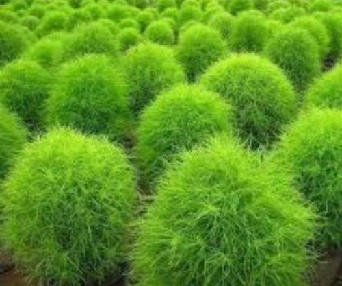 بذور كوكيا مكنسة الجنه