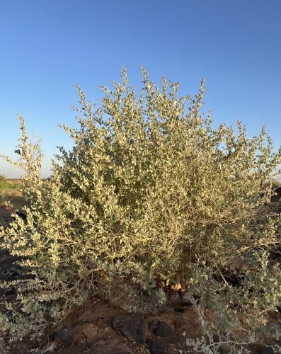 بذور رغل الإسترالي العدسي العملاق