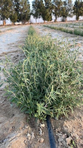 بذور الرقروق منبت الفقع