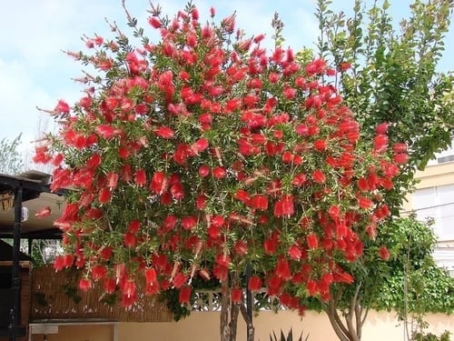 بذور شجرة فرشاة الزجاج
