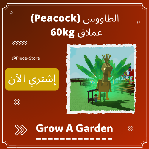 الطاووس ضخم 60+ كيلو | Peakcock