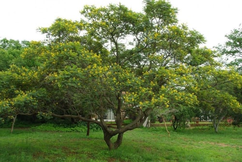 بذور البونسيانا الصفراء - بلتفورم (Peltophorum afr...