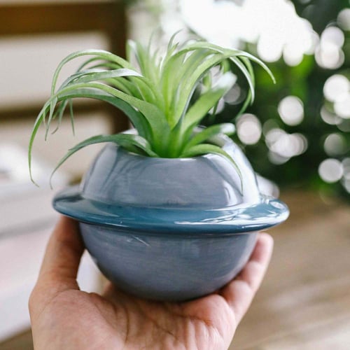 إناء نبتة كوكب سماوي