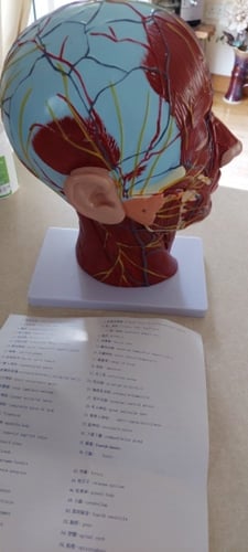 نموذج لقطاع الراس و الرقبة لجسم الانسان