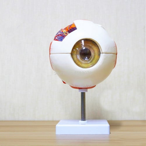 نموذج تشريح العين البشري -Human eye anatomy model