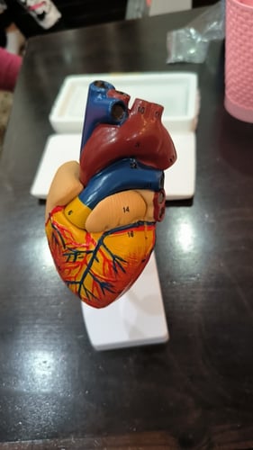 نموذج تشريحي لقلب الانسان