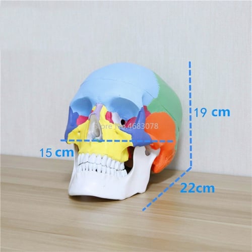 نموذج رأس ملون 19*15*21 سنتيمتر -Human skull model