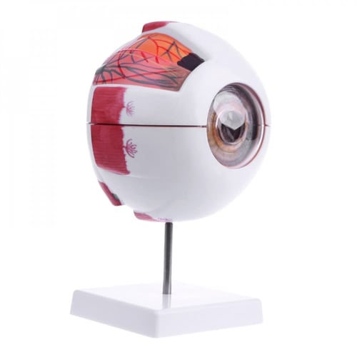 نموذج تشريحي مقلة العين