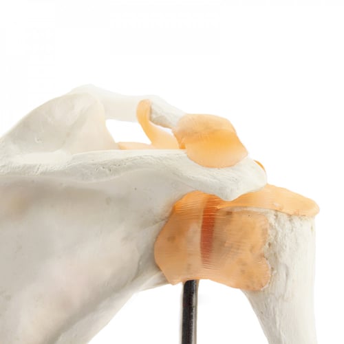 نموذج تشريح الكتف نموذج الهيكل العظمي البشري