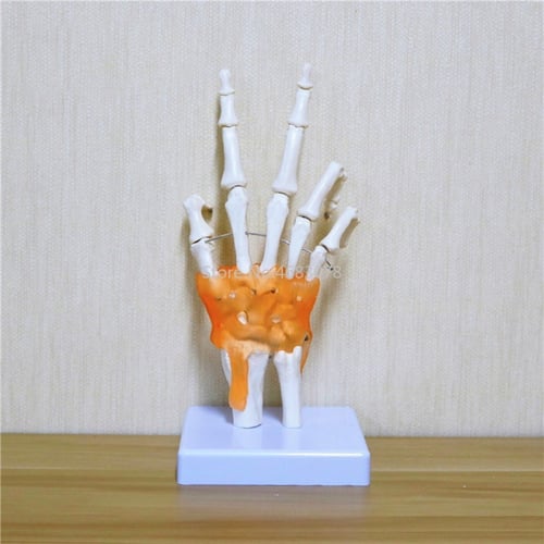 نموذج تشريحي اليد البشرى -Anatomical model of the...