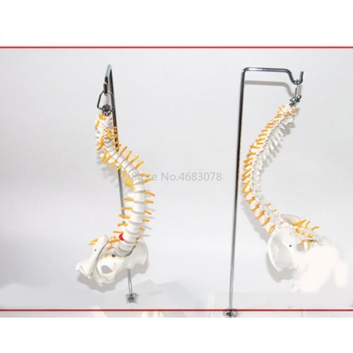 نموذج العمود الفقري القطني المرن للكبار ، 45 سنتيم...