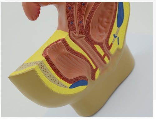 نموذج تشريح الحوض الصغير للذكور والإناث - Male and...