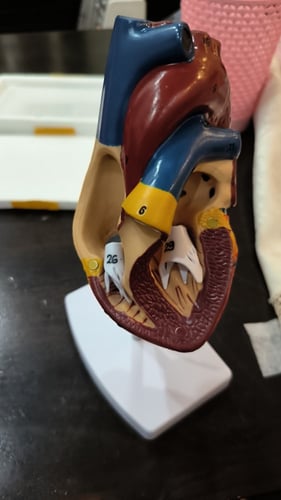 نموذج تشريحي لقلب الانسان