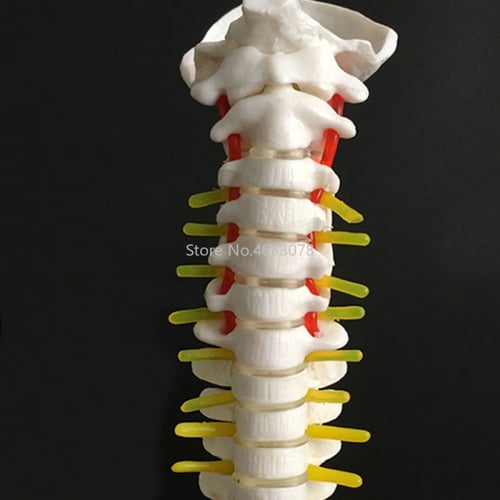 نموذج تشريح العمود الفقري البشري مع نموذج الحوض 45...