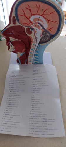 نموذج لقطاع الراس و الرقبة لجسم الانسان