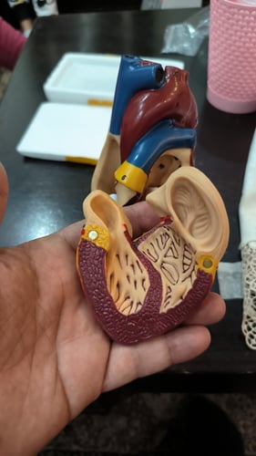 نموذج تشريحي لقلب الانسان