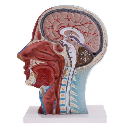 نموذج لقطاع الراس و الرقبة لجسم الانسان