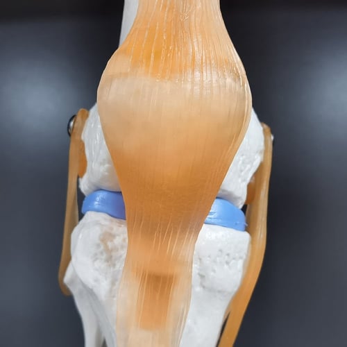 نموذج تشريح الإنسان 1 قطعة الركبة المشتركة