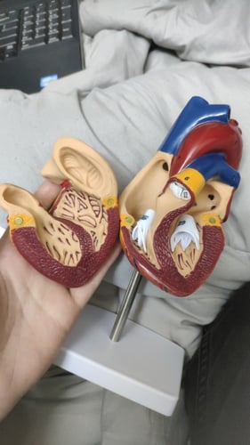 نموذج تشريحي لقلب الانسان